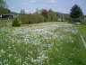 Blumenwiese