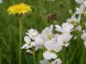 Fleisige Biene